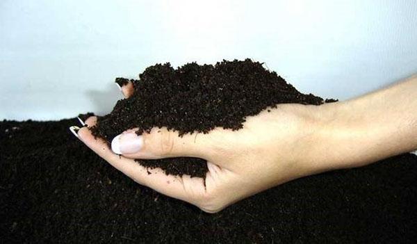 préparer le sol pour les semis