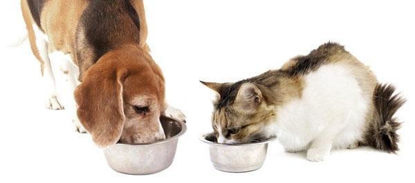 sveikas maistas šunims ir katėms