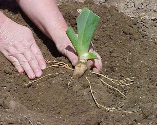 planting irises
