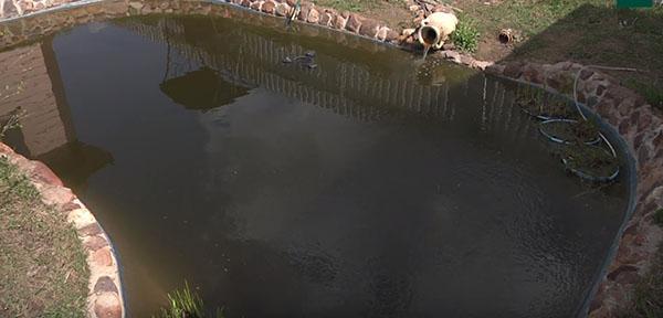 rybník s bioplato