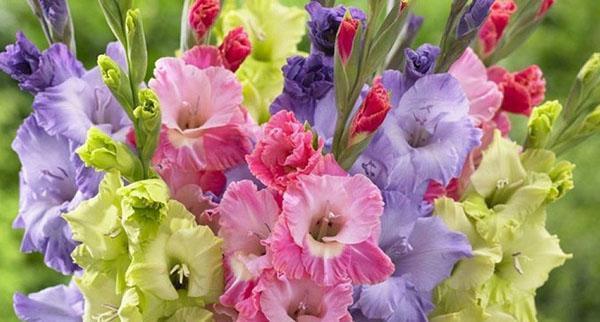 lush bouquet of gladioli
