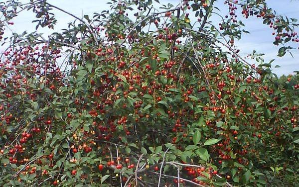 sprawling crown of Zhukovskaya cherry