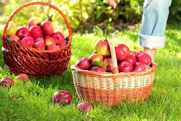 прибиране на реколтата от ябълки