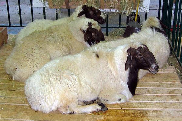 garder des moutons à queue grasse