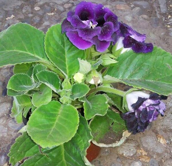 Gloxinia has leaves affected