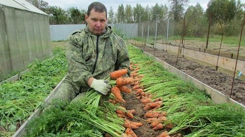 høsting av gulrøtter