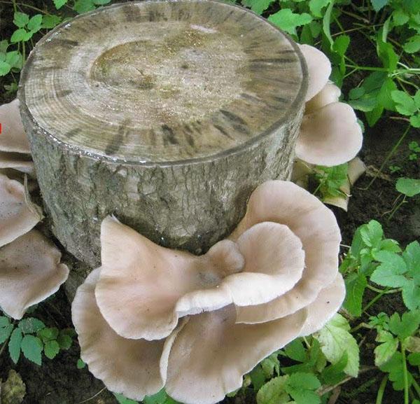 oyster mushrooms on stumps