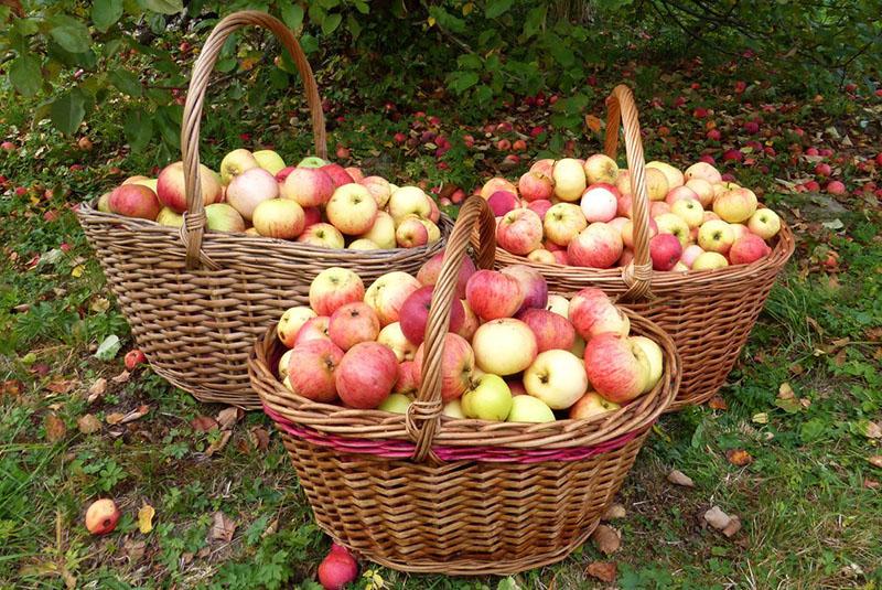 прибиране на реколтата от ябълки