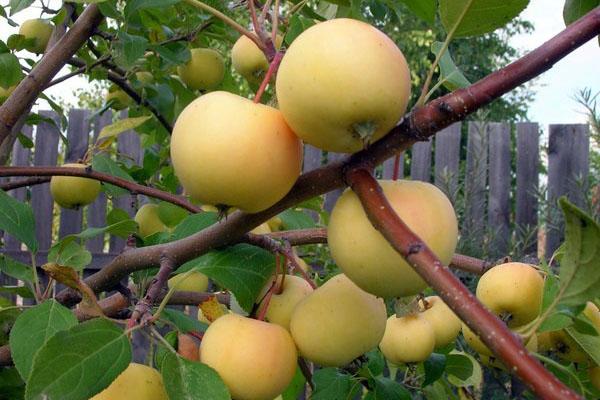 แอปเปิ้ลสำหรับกระท่อมฤดูร้อนในไซบีเรีย