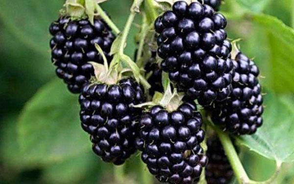 Ruben blackberries สามารถขนส่งได้สูง