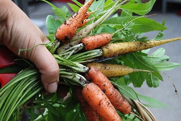 Karottenrüben zur Aufbewahrung legen