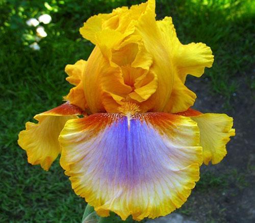 žlutá iris sibiřská