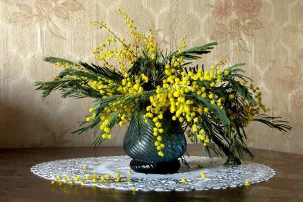 a bouquet of mimosa by March 8