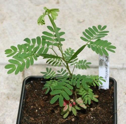 sapling of acacia silver from seeds
