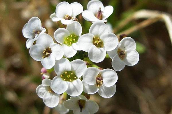 chùm hoa mỏng manh của alyssum