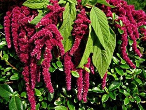 amaranth plant has beneficial properties