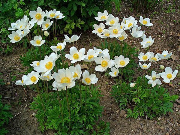 anemonele înfloresc în patul de flori