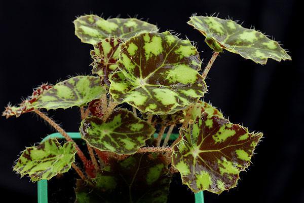 asymmetriska blad från begonia