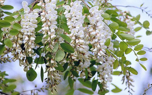 witte acacia bloeit schitterend