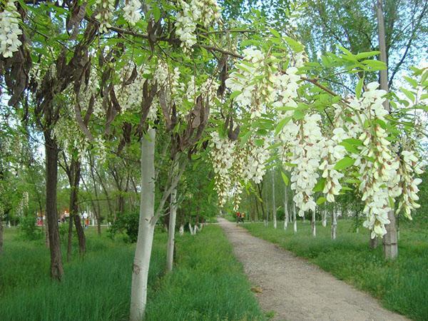 biała akacja na terenie parku