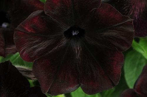 černý třešňový květ