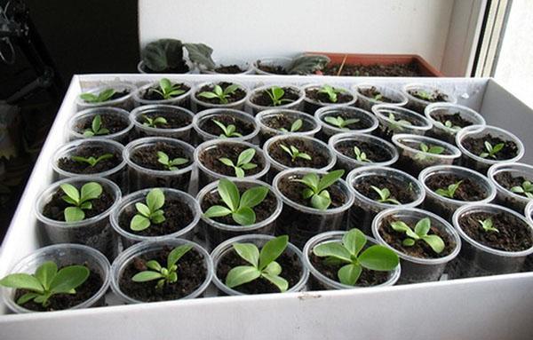 growing iberis by seeds