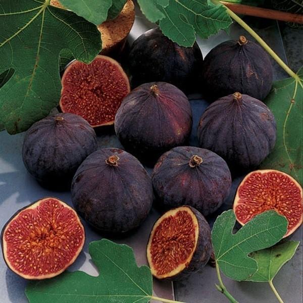 Krim schwarz fig
