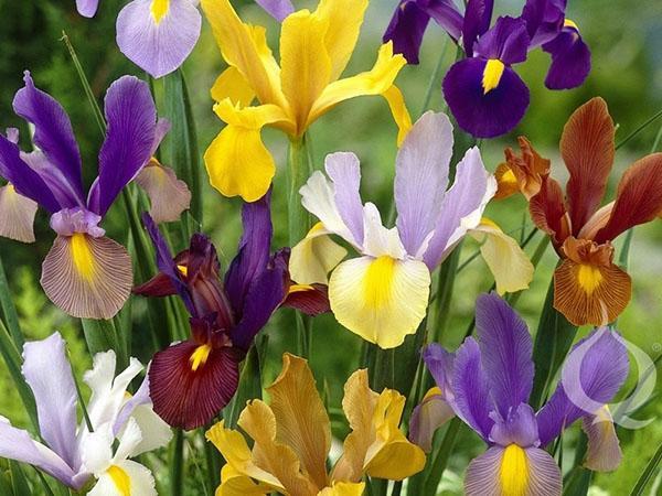 Iris holländisch bauchig