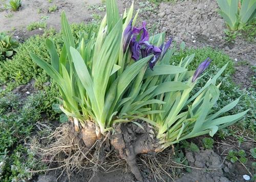 wie man Iris pflanzt