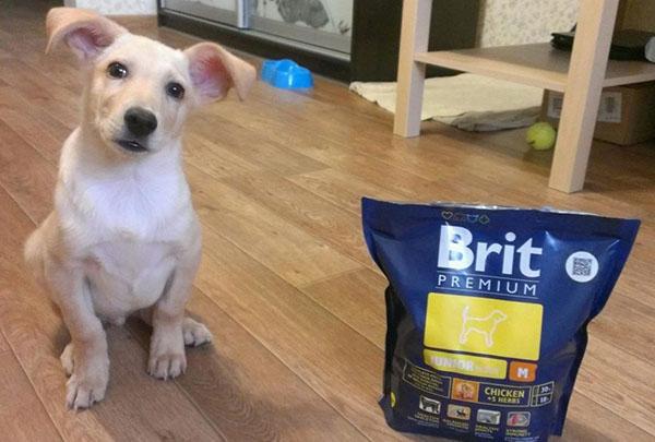 Hundefutter Brit Premium