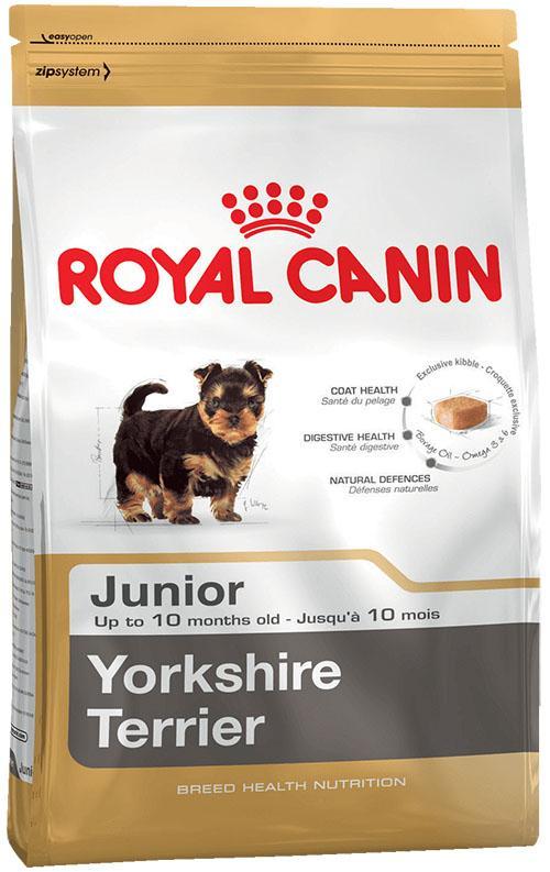 genç Yorkshire Terrier köpekleri için kuru yem