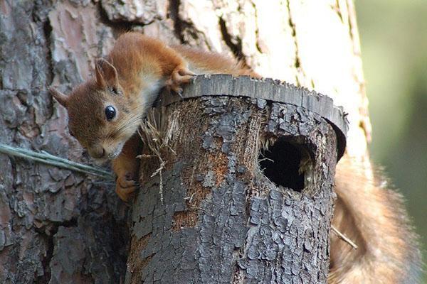 alimentator de veveriță de casă