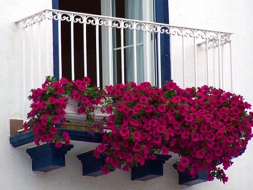 زهور البتونيا الحمراء على الشرفة