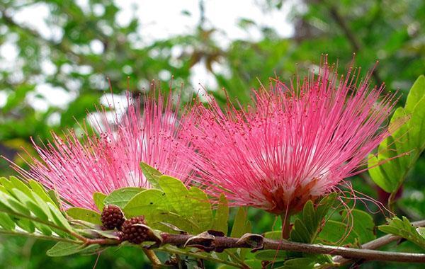ungewöhnliche Blüte der Lankaran Akazie