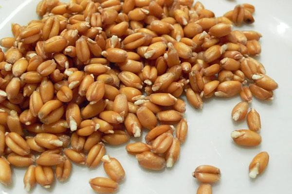 naklíčená pšeničná zrna