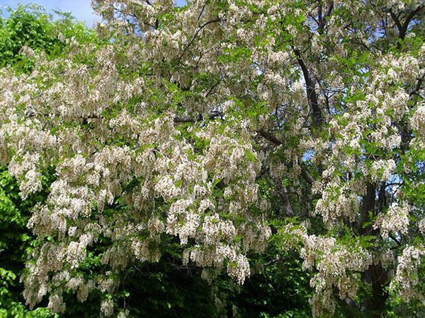akasie blomstrer i slutten av mai