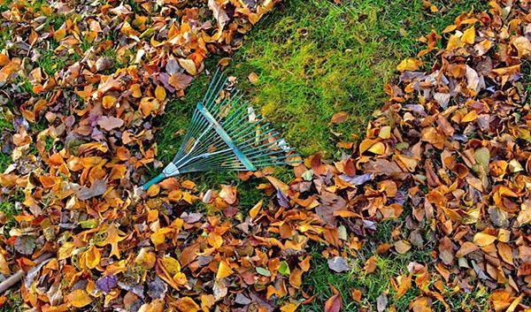 cleaning leaves and branches in the garden