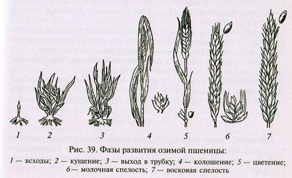fáze vývoje ozimé pšenice
