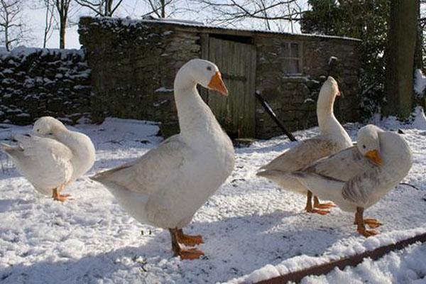 отглеждане на гъски през зимата