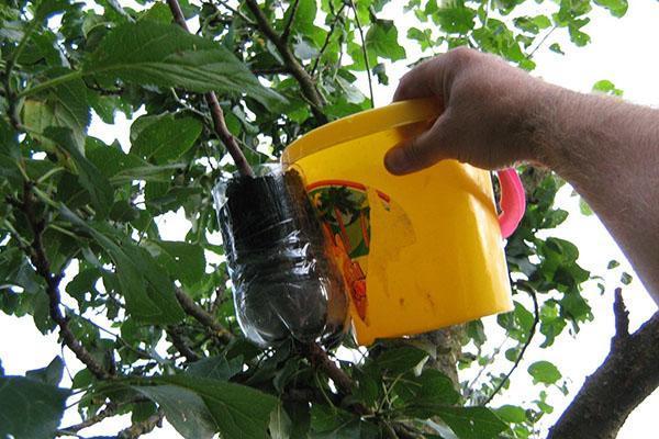 método de melhoramento para árvores frutíferas