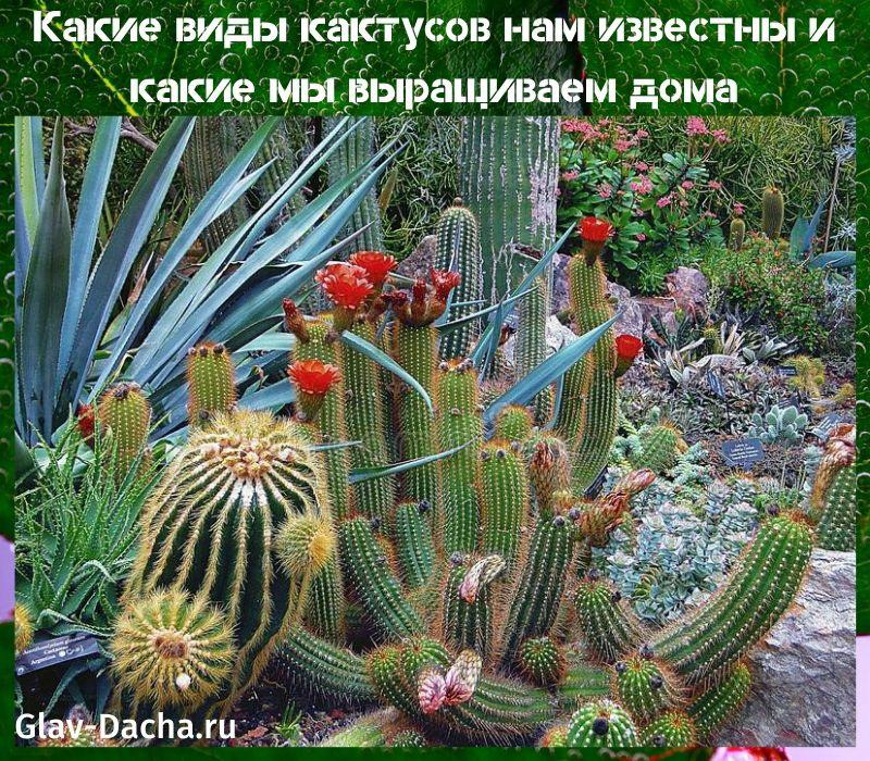 tipi di cactus