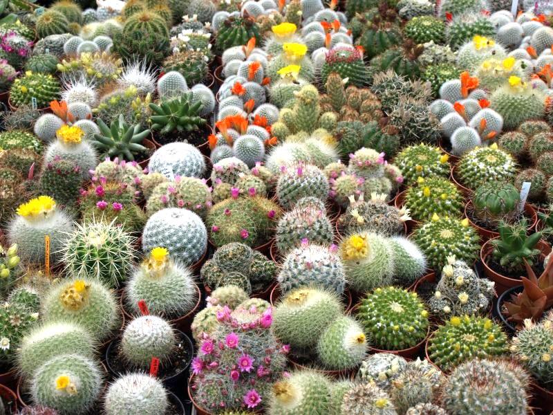 paplitę Europoje kaktusų tipai