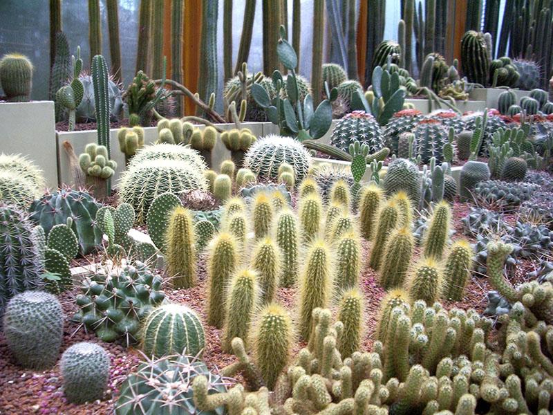 typer av kaktusar