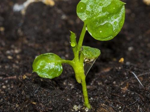 seedlings of philodendron