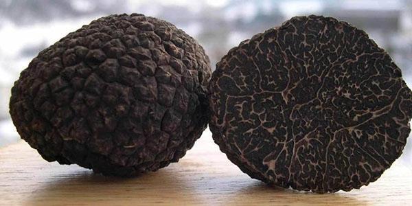 growing truffles