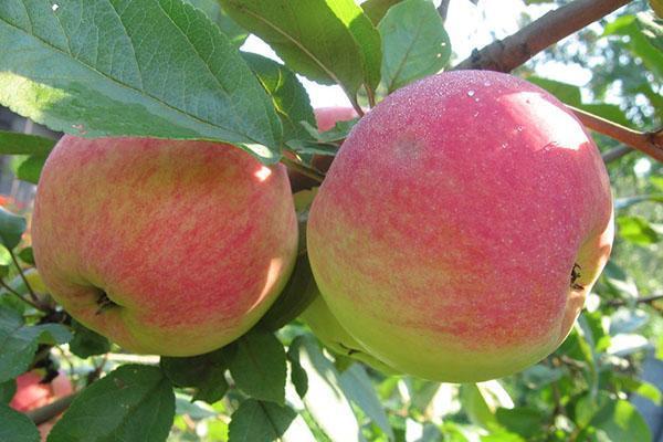 ябълки в градината