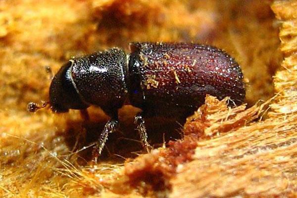 bark beetle trädgård skadedjur