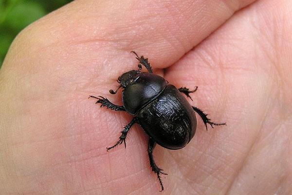 benefici dello scarabeo stercorario