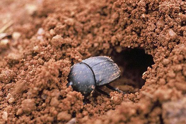 scarabeo stercorario che striscia nella sua tana