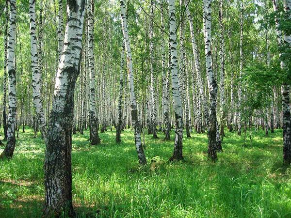 incrível bosque de bétulas